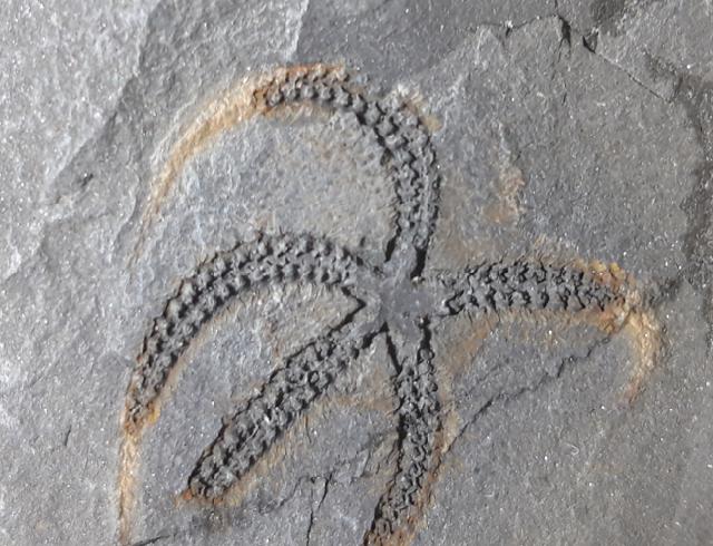 Ophiura sp. LAMARCK 1801 - Bild © FossNet FossilienStore